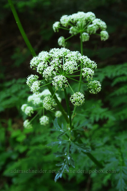 lovage (Ligusticum apiifolium) [Gate Creek Trail, Willamette National Forest, Linn County, Oregon]