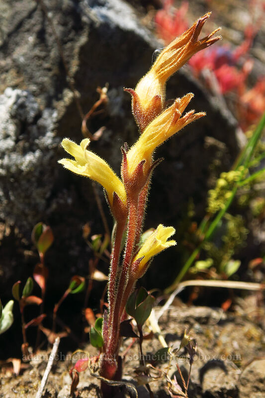 Franciscan (clustered) broomrape (Aphyllon franciscanum (Orobanche fasciculata var. franciscana)) [Gate Creek Trail, Willamette National Forest, Linn County, Oregon]