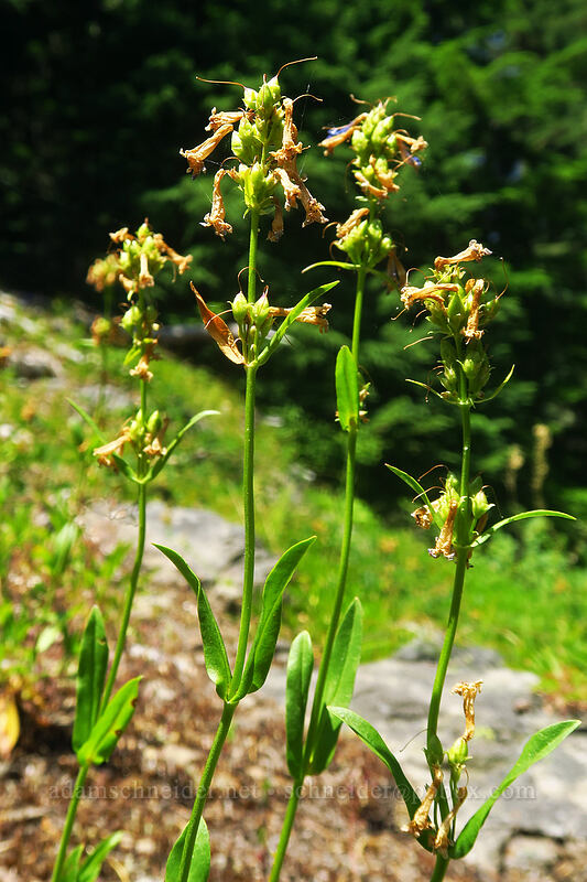 small-flowered penstemon, going to seed (Penstemon procerus var. brachyanthus) [Gate Creek Trail, Willamette National Forest, Linn County, Oregon]