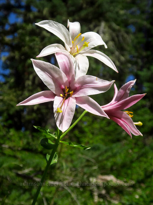 Washington lily (Lilium washingtonianum) [Gate Creek Trail, Willamette National Forest, Linn County, Oregon]