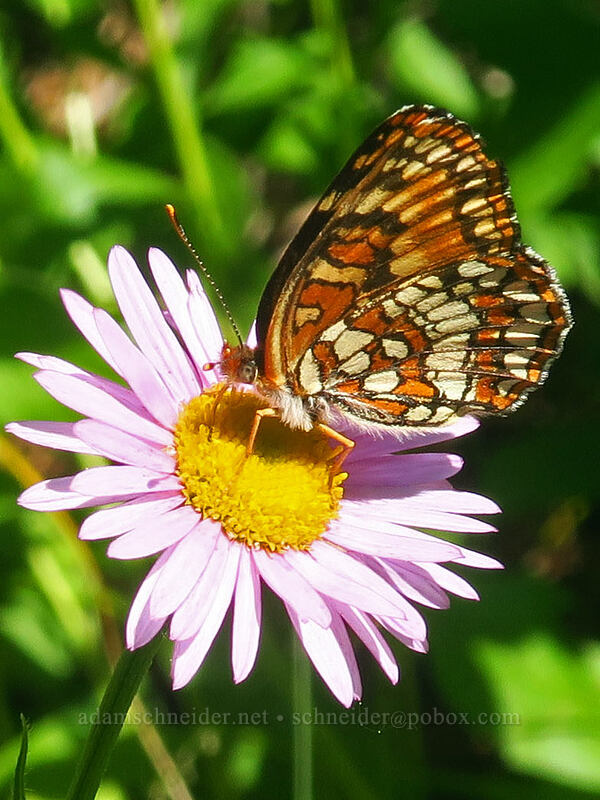 Hoffmann's checkerspot butterfly on Alice's fleabane (Chlosyne hoffmanni, Erigeron aliceae) [Gate Creek Trail, Willamette National Forest, Linn County, Oregon]