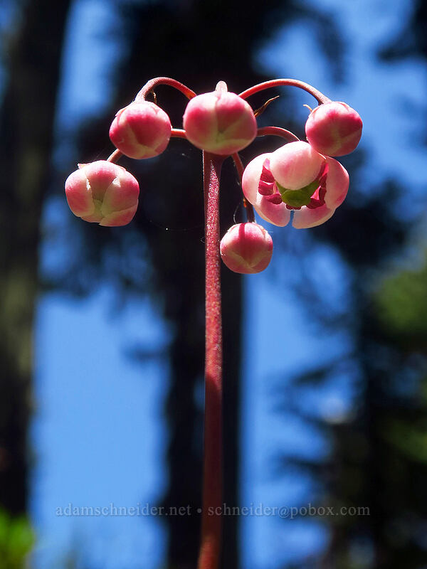pipsissewa, budding (Chimaphila umbellata) [Gate Creek Trail, Willamette National Forest, Linn County, Oregon]