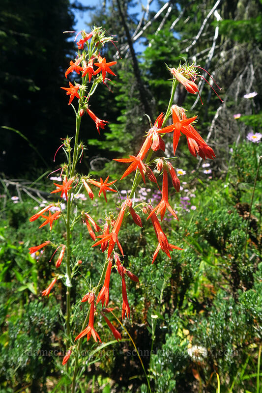 scarlet gilia (Ipomopsis aggregata) [Gate Creek Trail, Willamette National Forest, Oregon]