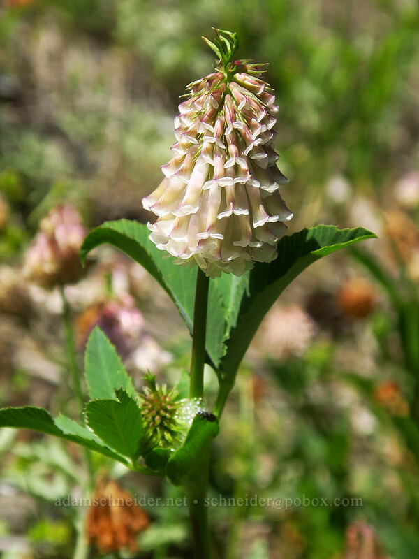 Shasta clover (Trifolium productum (Trifolium kingii ssp. productum)) [Gate Creek Trail, Willamette National Forest, Linn County, Oregon]