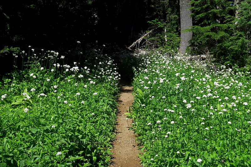 Sitka valerian (Valeriana sitchensis) [Heart Lake Trail, Willamette National Forest, Linn County, Oregon]