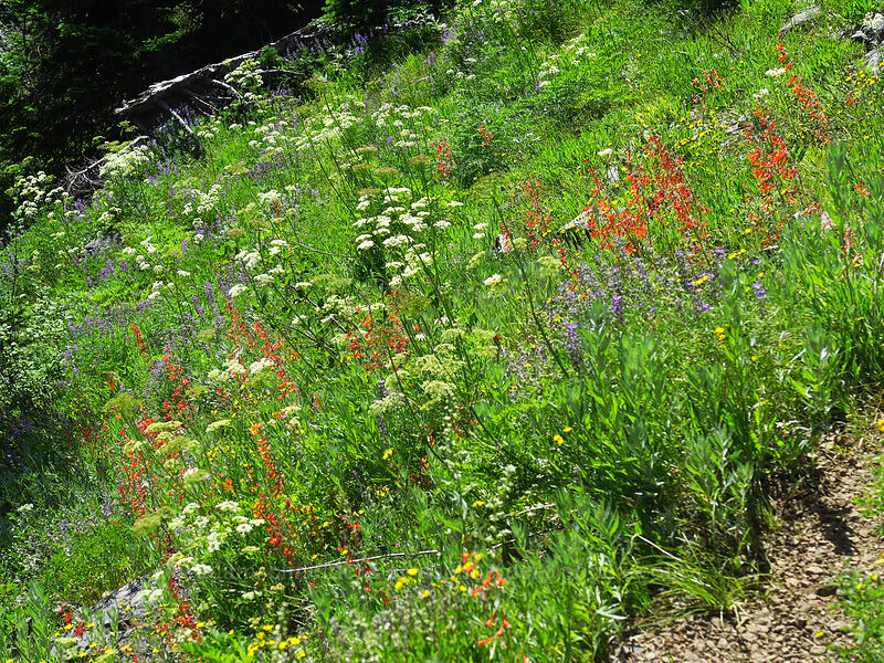 wildflowers [Heart Lake Trail, Willamette National Forest, Linn County, Oregon]