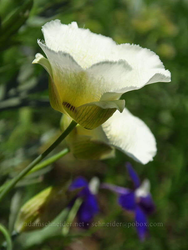 subalpine mariposa lily (Calochortus subalpinus) [Heart Lake Trail, Willamette National Forest, Linn County, Oregon]