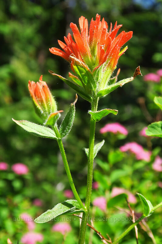 paintbrush & spirea (Castilleja miniata, Spiraea densiflora (Spiraea splendens)) [Heart Lake Trail, Willamette National Forest, Linn County, Oregon]
