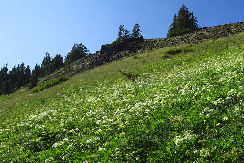 wildflowers [Heart Lake Trail, Willamette National Forest, Linn County, Oregon]