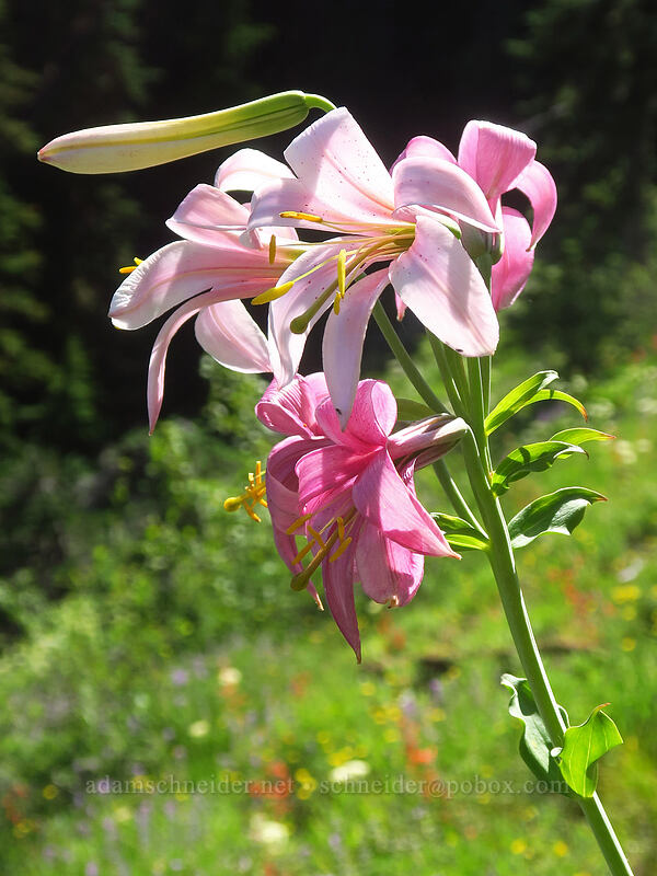 Washington lily (Lilium washingtonianum) [Heart Lake Trail, Willamette National Forest, Linn County, Oregon]