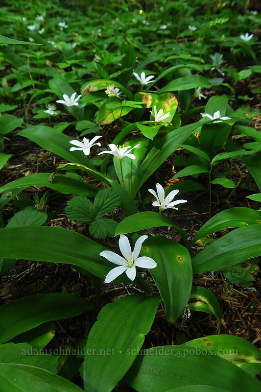 bead lilies (Clintonia uniflora) [Heart Lake Trail, Willamette National Forest, Linn County, Oregon]