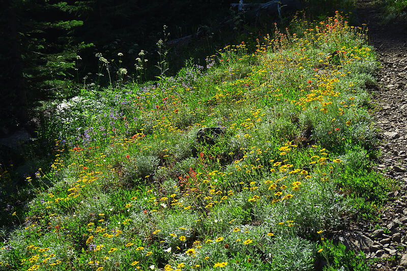 wildflowers [Browder Ridge Trail, Willamette National Forest, Linn County, Oregon]