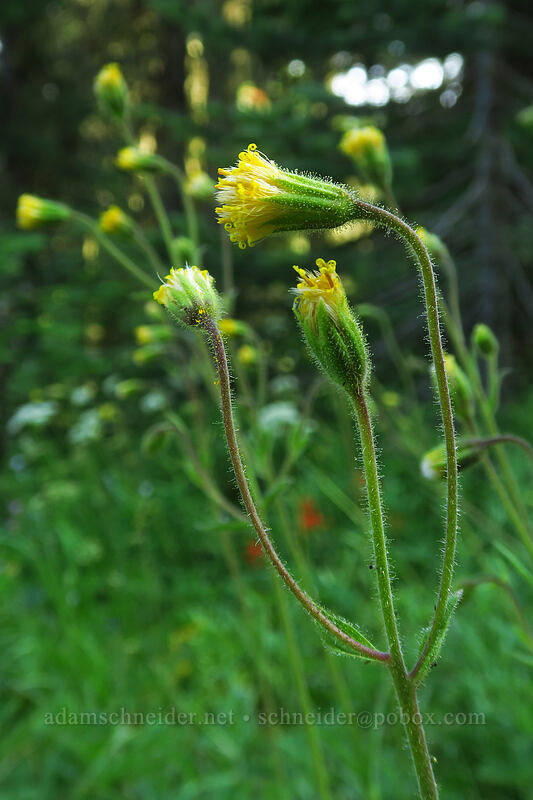 Parry's arnica (Arnica parryi) [Browder Ridge Trail, Willamette National Forest, Linn County, Oregon]