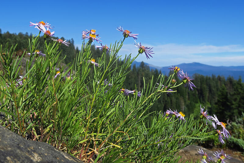 leafy fleabane (Erigeron foliosus var. confinis) [Browder Ridge Trail, Willamette National Forest, Linn County, Oregon]
