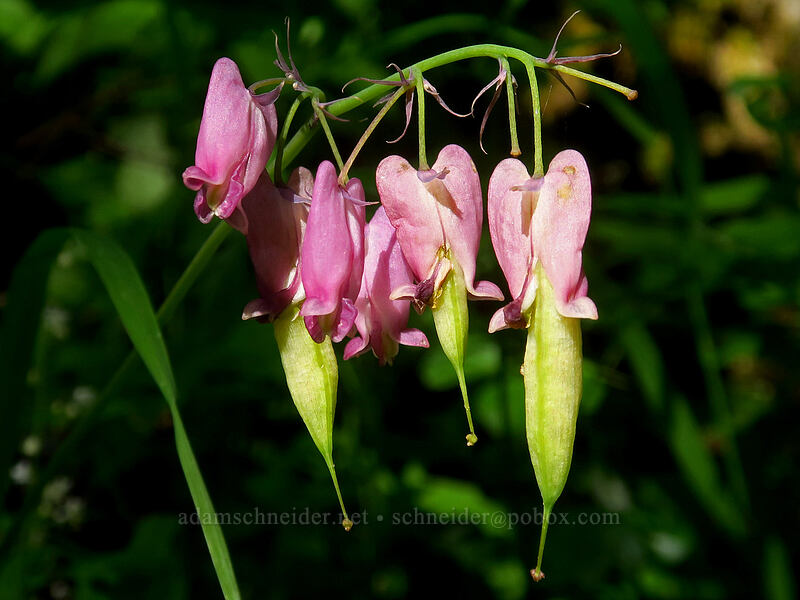 bleeding hearts, going to seed (Dicentra formosa) [Browder Ridge Trail, Willamette National Forest, Linn County, Oregon]