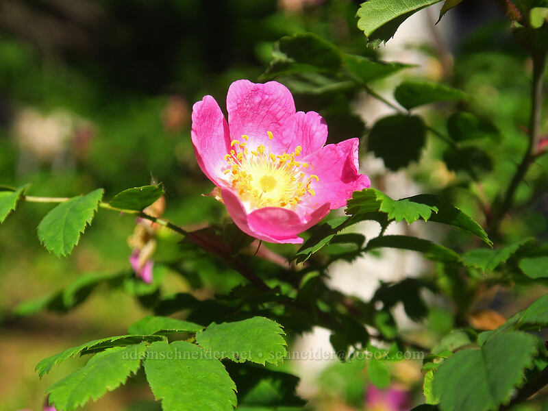 bald-hip rose (Rosa gymnocarpa) [Browder Ridge Trail, Willamette National Forest, Linn County, Oregon]