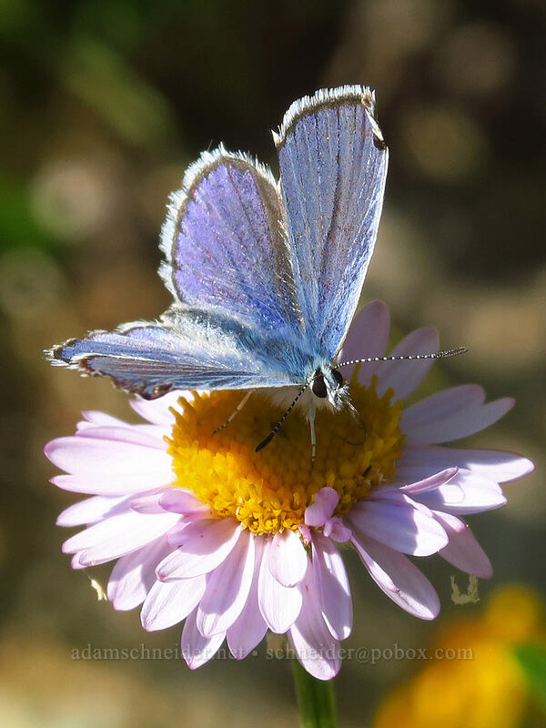 Anna's blue butterfly (Plebejus anna) [Browder Ridge Trail, Willamette National Forest, Linn County, Oregon]