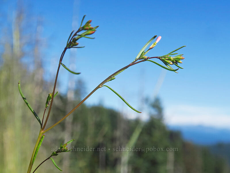 spreading groundsmoke (Gayophytum diffusum) [Browder Ridge Trail, Willamette National Forest, Linn County, Oregon]
