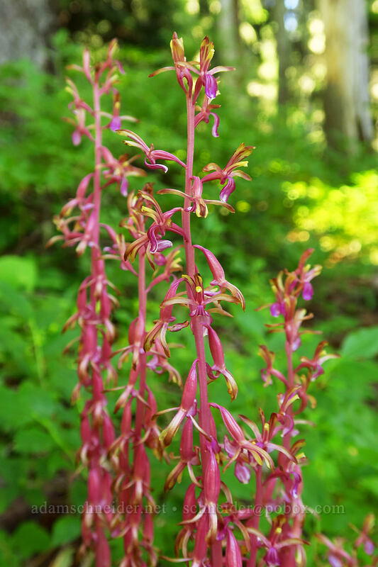 western coral-root orchid (Corallorhiza mertensiana) [Browder Ridge Trail, Willamette National Forest, Linn County, Oregon]