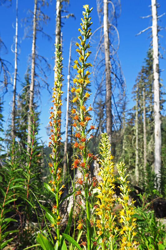 rainiera (Rainiera stricta (Luina stricta)) [Browder Ridge Trail, Willamette National Forest, Linn County, Oregon]