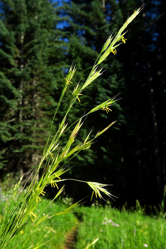 grass with bright yellow anthers [Browder Ridge Trail, Willamette National Forest, Linn County, Oregon]