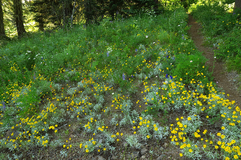 wildflowers [Browder Ridge Trail, Willamette National Forest, Linn County, Oregon]