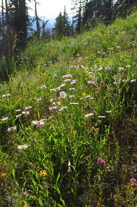 wildflowers [Browder Ridge Trail, Willamette National Forest, Oregon]