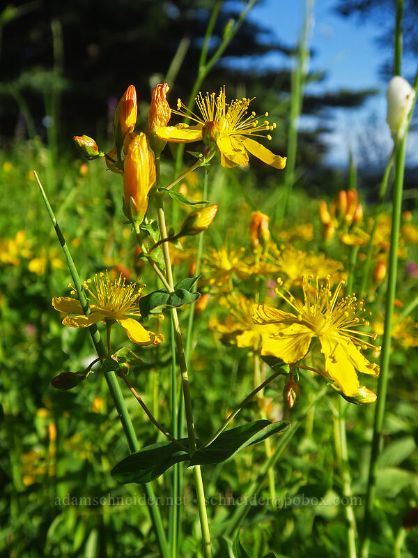 western St.-Johns-wort (Hypericum scouleri) [Browder Ridge Trail, Willamette National Forest, Linn County, Oregon]