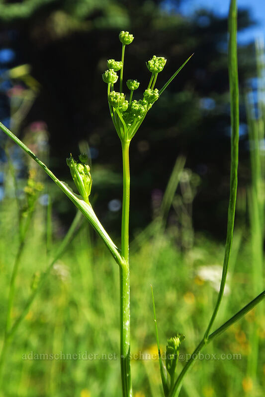 yampah (Perideridia sp.) [Browder Ridge Trail, Willamette National Forest, Linn County, Oregon]