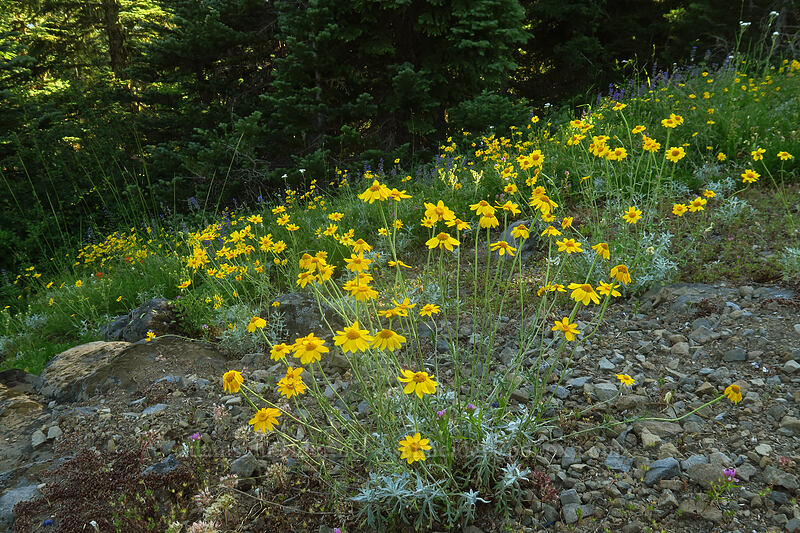 Oregon sunshine (Eriophyllum lanatum) [Browder Ridge Trail, Willamette National Forest, Linn County, Oregon]