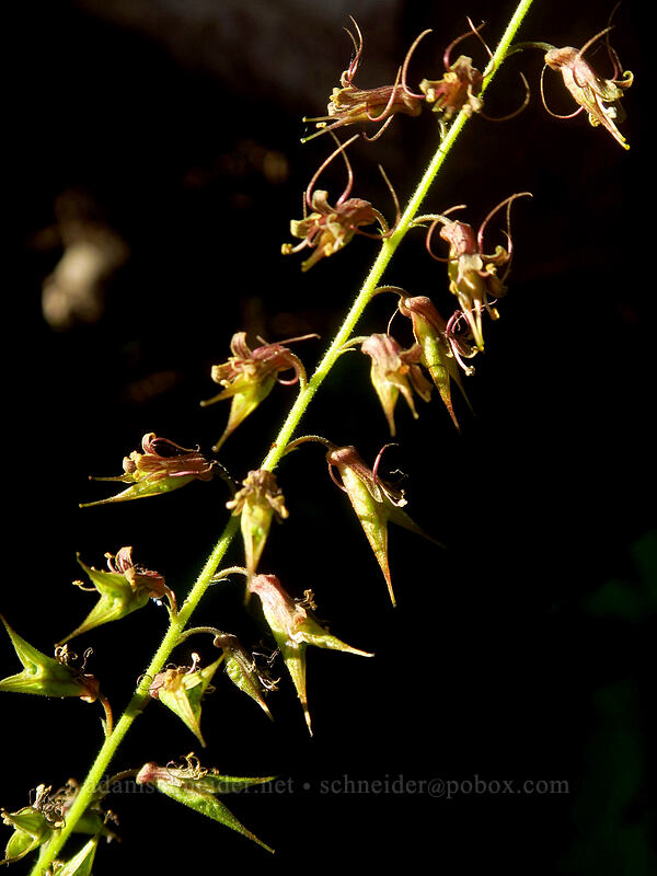 piggyback plant, going to seed (Tolmiea menziesii (Tiarella menziesii)) [Browder Ridge Trail, Willamette National Forest, Linn County, Oregon]