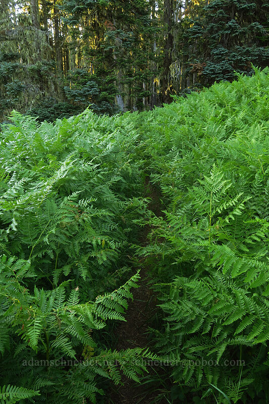 trail through bracken ferns (Pteridium aquilinum) [Browder Ridge Trail, Willamette National Forest, Linn County, Oregon]