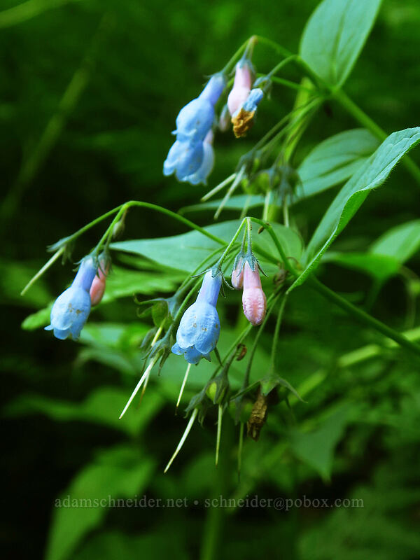 tall bluebells (Mertensia paniculata) [Browder Ridge Trail, Willamette National Forest, Linn County, Oregon]