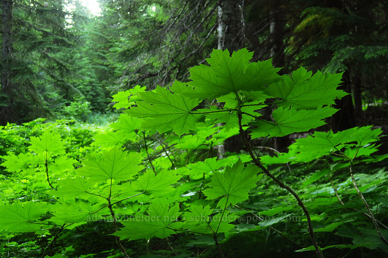 devil's club leaves (Oplopanax horridus) [Browder Ridge Trail, Willamette National Forest, Linn County, Oregon]