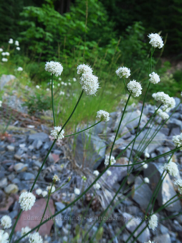 naked buckwheat (Eriogonum nudum var. nudum) [Forest Road 1598, Willamette National Forest, Linn County, Oregon]