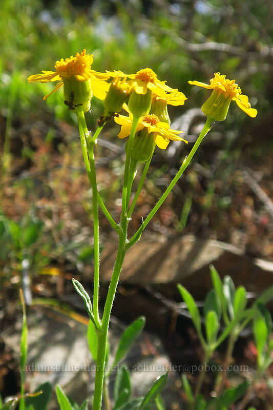 woolly groundsel, not especially woolly (Packera cana (Senecio canus)) [Forest Road 2610, Malheur National Forest, Grant County, Oregon]