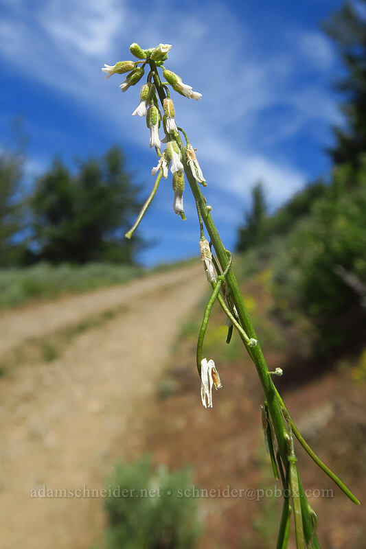 reflexed rock-cress (Boechera retrofracta (Arabis holboellii var. retrofracta)) [Forest Road 2610, Malheur National Forest, Grant County, Oregon]