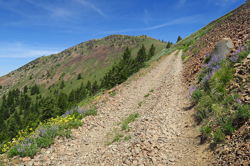 road to Dixie Butte [Forest Road 2610, Malheur National Forest, Grant County, Oregon]