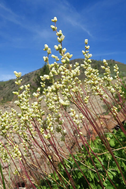 alpine alumroot (Heuchera cylindrica var. alpina) [Forest Road 2610, Malheur National Forest, Grant County, Oregon]