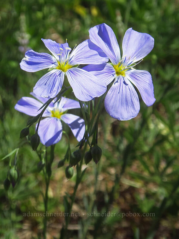 blue flax (Linum lewisii (Linum perenne var. lewisii)) [Forest Road 2610, Malheur National Forest, Grant County, Oregon]