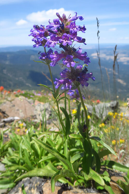 sulphur penstemon, blue/purple form (Penstemon attenuatus) [Dixie Butte, Malheur National Forest, Grant County, Oregon]