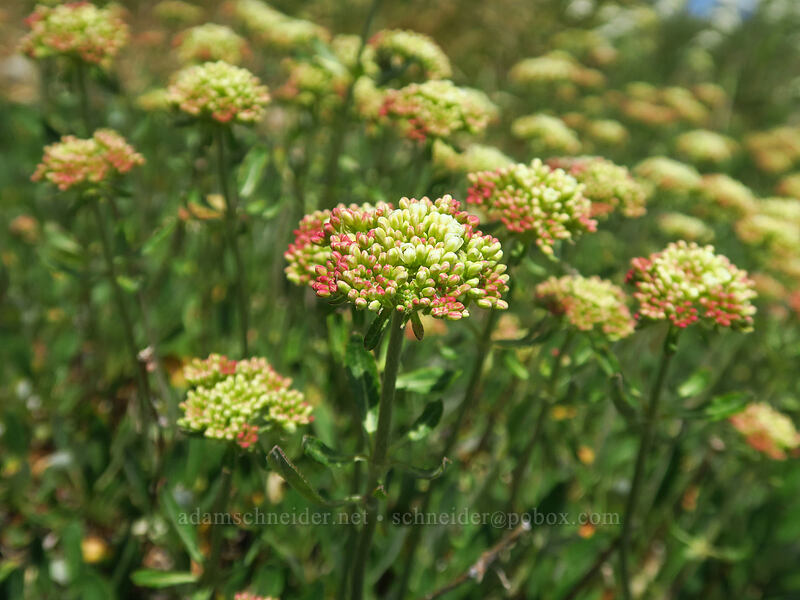 parsnip-flower buckwheat (Eriogonum heracleoides) [Dixie Butte, Malheur National Forest, Grant County, Oregon]