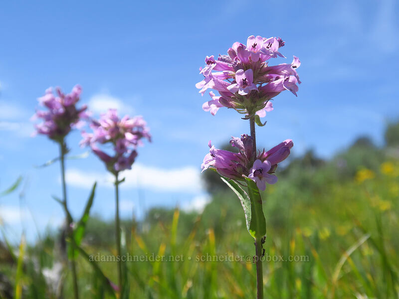 sulphur penstemon, pink form (Penstemon attenuatus) [Dixie Butte, Malheur National Forest, Grant County, Oregon]