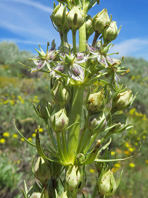 monument plant (Frasera speciosa) [Dixie Butte, Malheur National Forest, Grant County, Oregon]