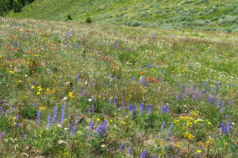 wildflowers [southeast of Dixie Butte, Malheur National Forest, Grant County, Oregon]