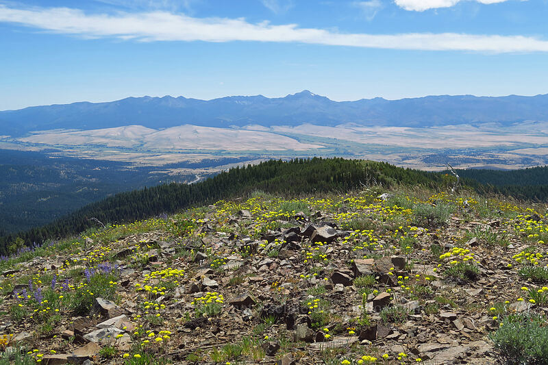 Strawberry Mountains & wildflowers [southeast of Dixie Butte, Malheur National Forest, Grant County, Oregon]
