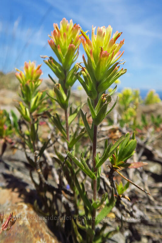 paintbrush with red-tipped bracts (Castilleja sp.) [southeast of Dixie Butte, Malheur National Forest, Grant County, Oregon]
