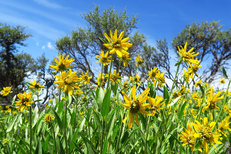 sunflowers (Helianthella uniflora) [southeast of Dixie Butte, Malheur National Forest, Grant County, Oregon]