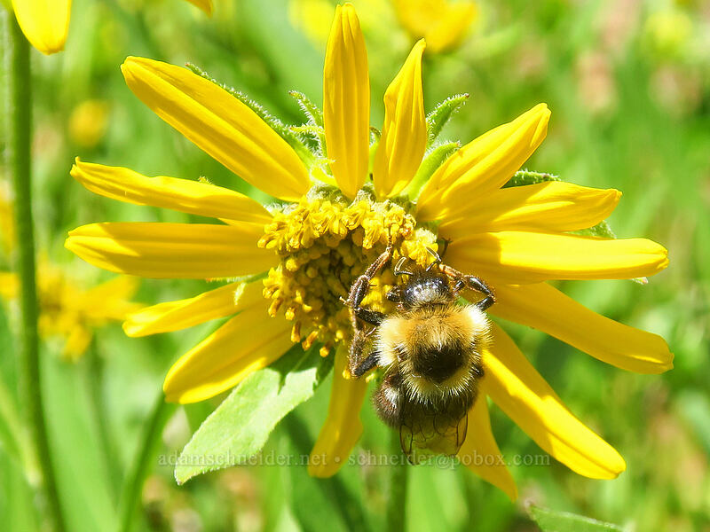 brown-belted bumblebee on sunflowers (Bombus griseocollis, Helianthella uniflora) [southeast of Dixie Butte, Malheur National Forest, Grant County, Oregon]