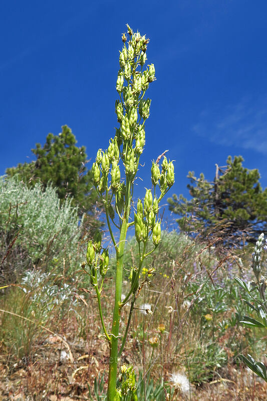 panicled death-camas, gone to seed (Toxicoscordion paniculatum (Zigadenus paniculatus)) [southeast of Dixie Butte, Malheur National Forest, Grant County, Oregon]